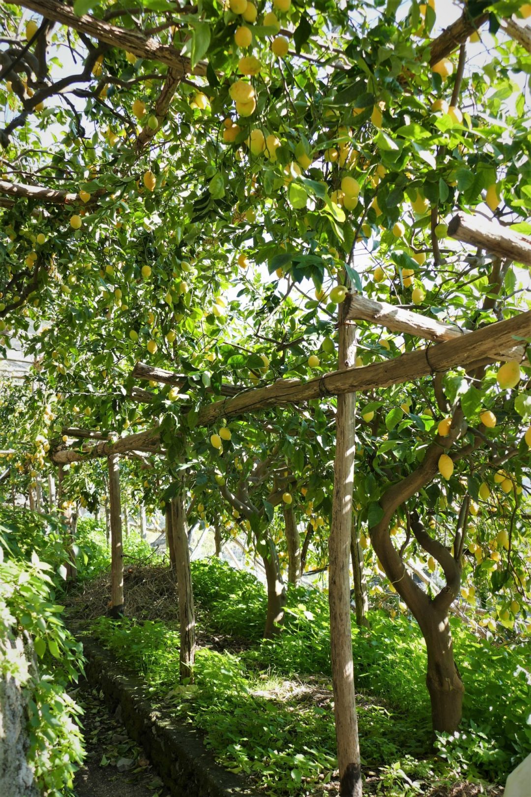 Lemons growing on cherry wood frames- Il Sentiero dei Limoni
