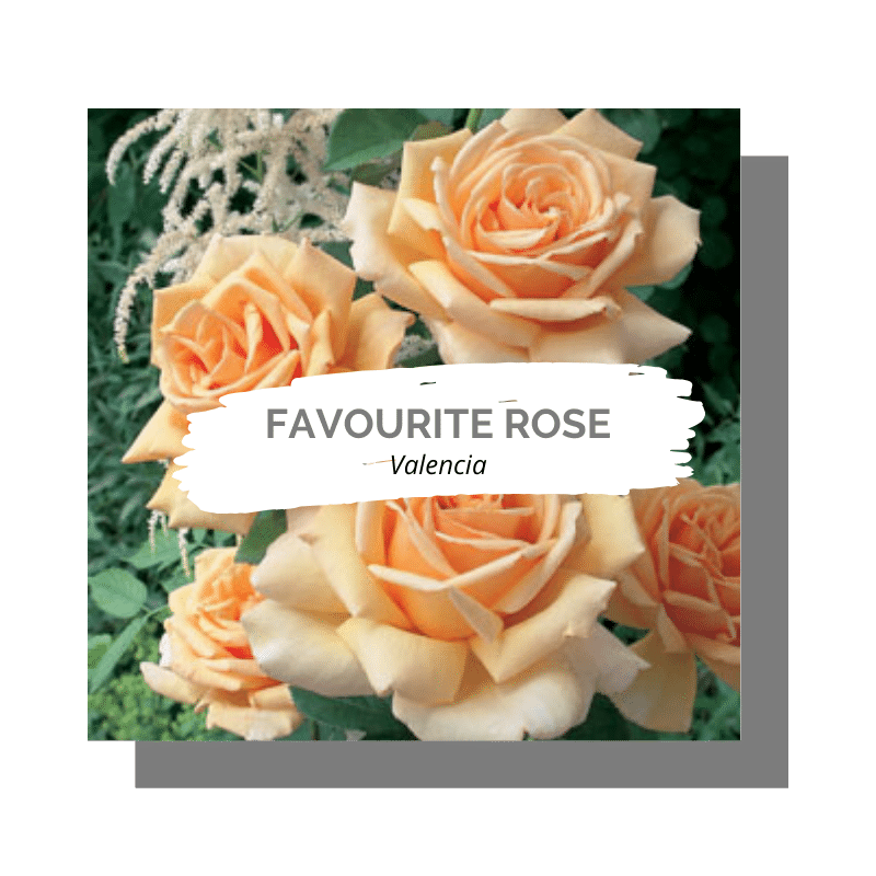 Favourite rose: Valencia (Kezzas Suitcase: about)